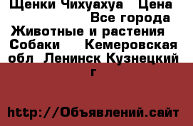 Щенки Чихуахуа › Цена ­ 12000-15000 - Все города Животные и растения » Собаки   . Кемеровская обл.,Ленинск-Кузнецкий г.
